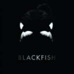 “BLACKFISH (2013): การเปิดเผยและสะท้อนความเป็นจริงของการเก็บสัตว์ทะเลในที่จำกัด”